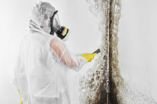 Best Mold Removal Specialists  in Heritage Pines, FL