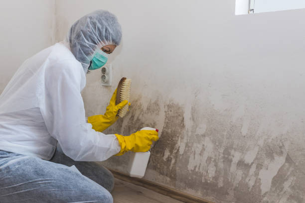 Best Mold Remediation Experts  in Heritage Pines, FL