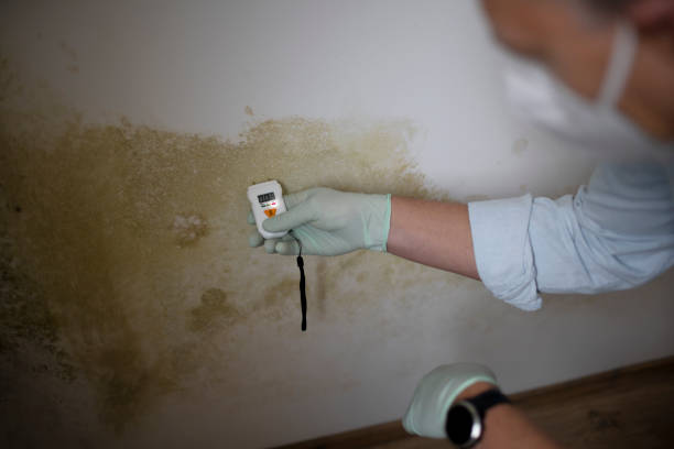 Best Professional Mold Removal  in Heritage Pines, FL