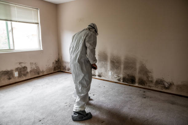 Best Mold Damage Repair  in Heritage Pines, FL