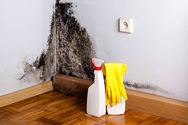 Best Best Mold Removal Companies  in Heritage Pines, FL