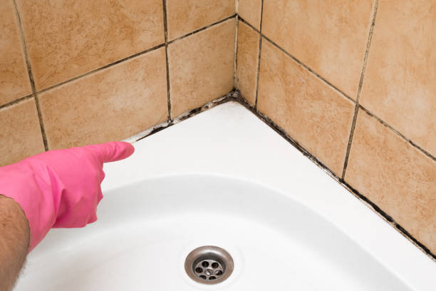 Best Toxic Mold Removal  in Heritage Pines, FL